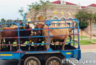 蔡英文“出访”非洲 却被当地5头牛抢了风头