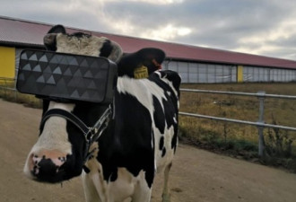 农夫给乳牛戴VR眼镜 提高牛奶品质？