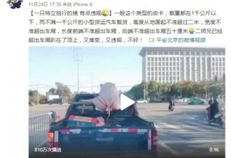 “一字马猪”火爆网络 车主这样回应