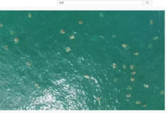 上万海龟抵岸群集 空拍画面令人叹为观止