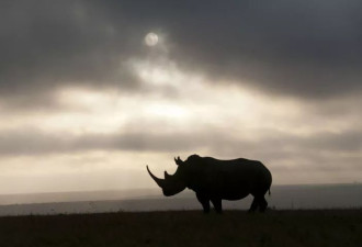 远赴非洲拍动物大片,濒危动物的惨痛真相