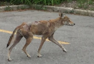 密西沙加有带病土狼出没