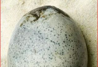 考古学家打碎1700岁鸟蛋 千年臭蛋效果不凡