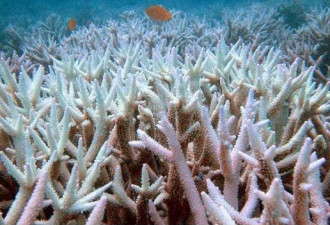 新发现的巨型珊瑚礁，竟然可以开采石油