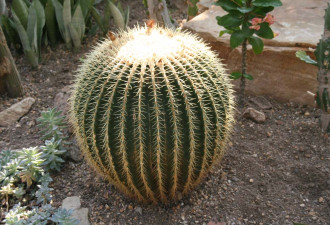 养花种草系列198：仙人掌的种法Cactus