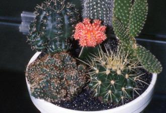 养花种草系列198：仙人掌的种法Cactus
