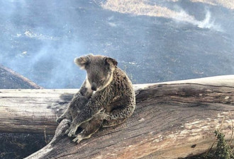 澳洲大火中的考拉熊 已有2000多只被烧死
