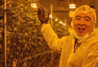 华裔总统参选人杨安泽提倡大麻合法化