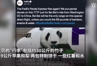 大熊猫海归听不懂中文？网友操碎了心！
