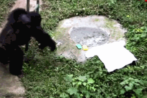 重庆一黑猩猩爱上洗衣服：无师自通,动作娴熟