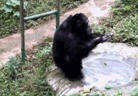 重庆一黑猩猩爱上洗衣服：无师自通,动作娴熟