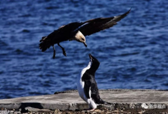 南极科考队员：高尔基错怪了企鹅！