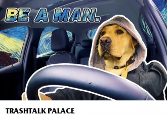 千万别把狗单独放车里 很多直接就把车开走了