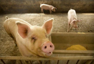 中国最新非洲猪瘟疫情 野猪也感染