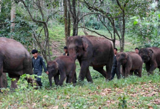 云南亚洲象救助 每天排队进原始森林体验生活