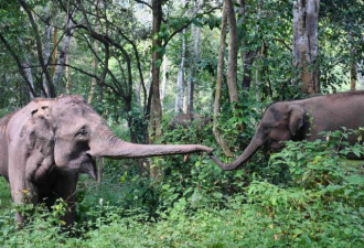 云南亚洲象救助 每天排队进原始森林体验生活