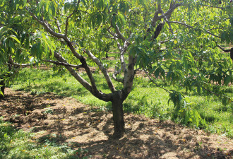 养花种草系列202：苹果桃树梨树的修剪