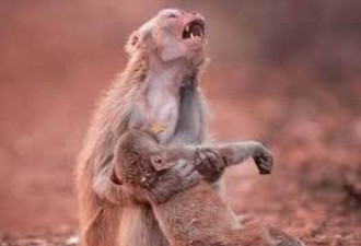 印母猴意外被电死 幼猴紧抱悲鸣不肯离开