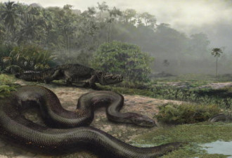 直击人类已知地球上最大的蛇 30度以上才能存活