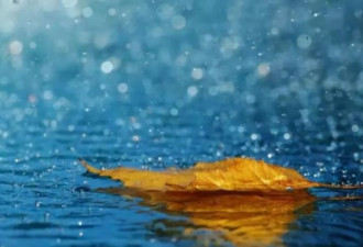 十二月的“雨哥华”，借雨叙乡愁