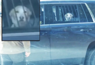 和超级冰暴一起刷屏：安省警方拘捕了一条狗