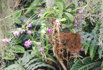 养花种草系列203：兰花的种植Orchid