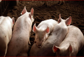 大陆现炒猪团 人为制造猪瘟疫情抬高猪价