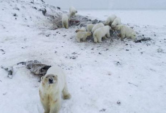 俄罗斯村庄被56只北极熊包围 居民或永久撤离