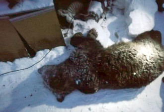 俄男子被棕熊咬死，仅剩一条胳膊一条腿