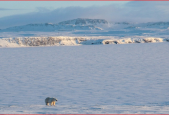 北极海冰消褪 56头北极熊进逼俄村落
