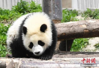 成都多只大熊猫黑眼圈没了 医学专家正会诊