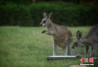 小袋鼠身陷泥潭 澳大利亚两青年伸援手将其救出