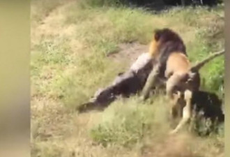 南非公狮攻击主人受重伤 公狮遭射杀身亡