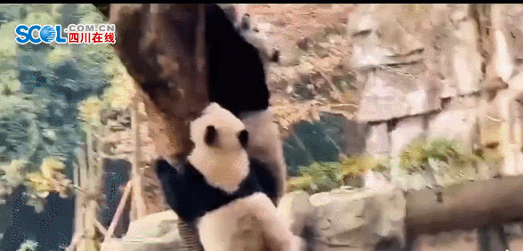 四川地震，熊猫基地：“我是国宝我不能出事”