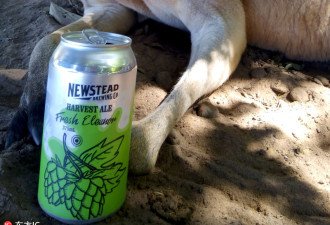 澳洲袋鼠“偷喝”啤酒 醉醺醺的样子爆红网络