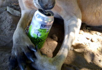澳洲袋鼠“偷喝”啤酒 醉醺醺的样子爆红网络