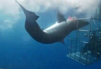 心痛！大白鲨头被鲨笼卡住 惨死在观光客眼前