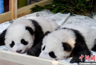 首对在德诞生的大熊猫满百日 正式公布名字