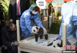 首对在德诞生的大熊猫满百日 正式公布名字