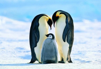 企鹅私生活过于混乱！科学家被迫隐瞒研究结果