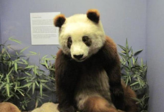 头号跨国盗窃案 美国人偷走两只大熊猫却不会养