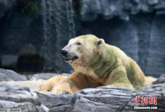 再见伊努卡！世界首只在热带出生的北极熊离世