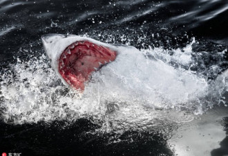 冒死实拍：大白鲨捕食猎物瞬间是怎样恐怖场面