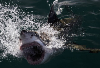 冒死实拍：大白鲨捕食猎物瞬间是怎样恐怖场面