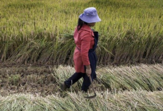 中国南北对比：吃米者独立性不如吃面者