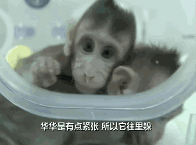 央视揭秘：克隆猴有啥不一样 中国是否会克隆人