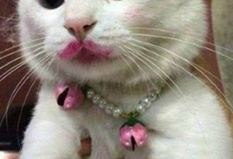 给室友的猫化妆涂口红 华裔女可能要被遣返