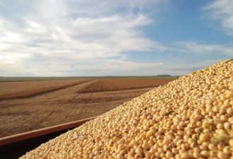 《金融时报》：中国买家已停止订购美国大豆