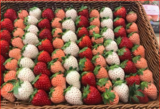 900块钱一颗！日本奈良推出全球史上最贵草莓