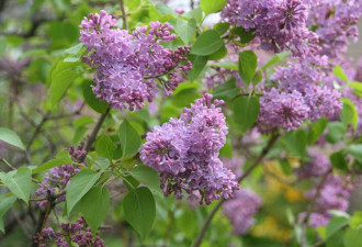 养花种草系列205：紫丁香Lilac的管理